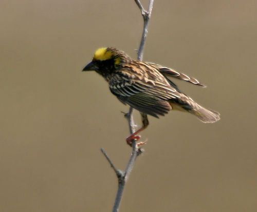 Streaked weaver